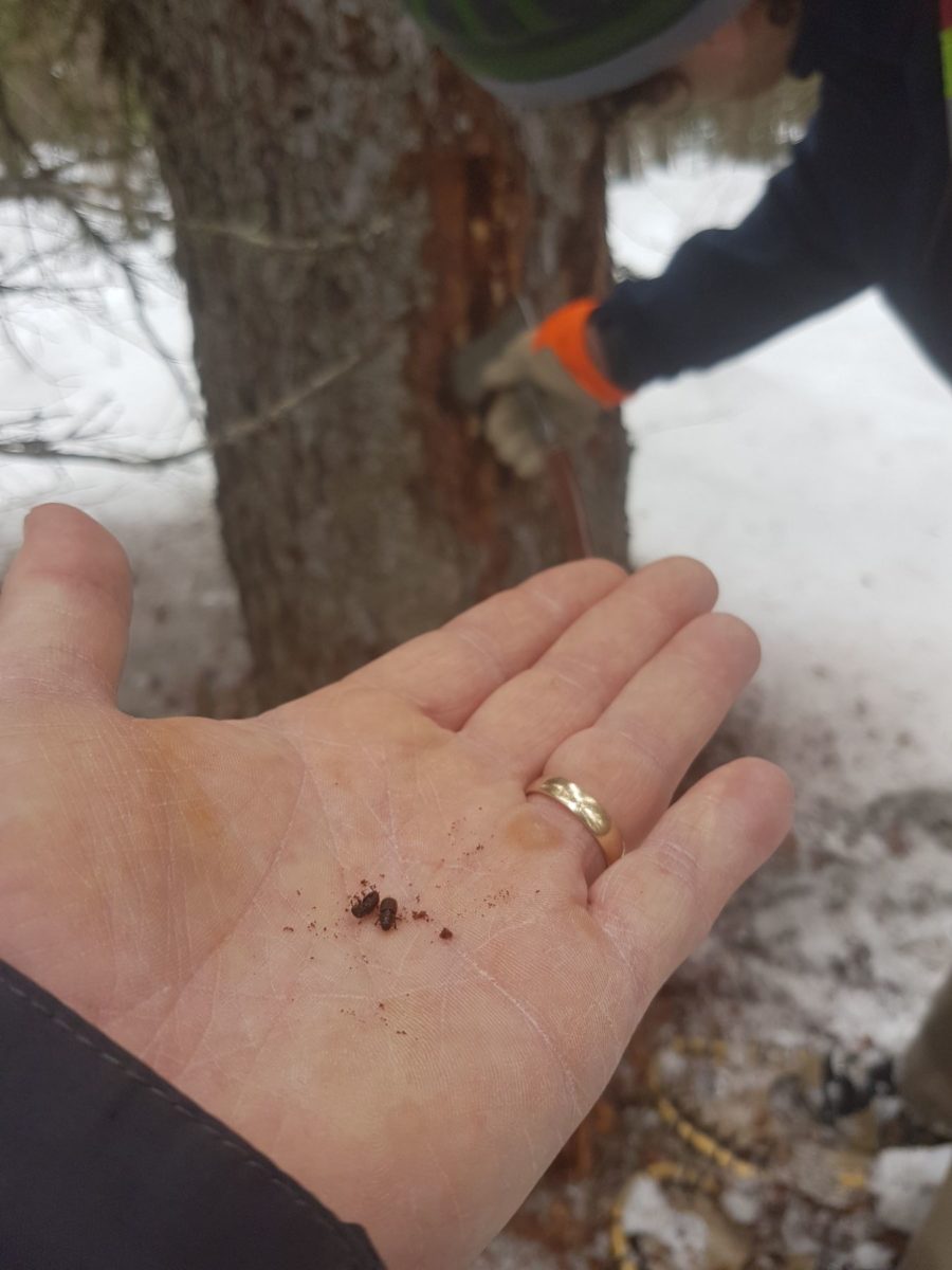Hand holding two spruce beetles
